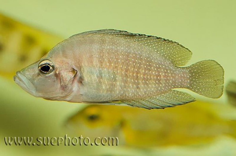 Altolamprologus compressiceps 'Msalaba'